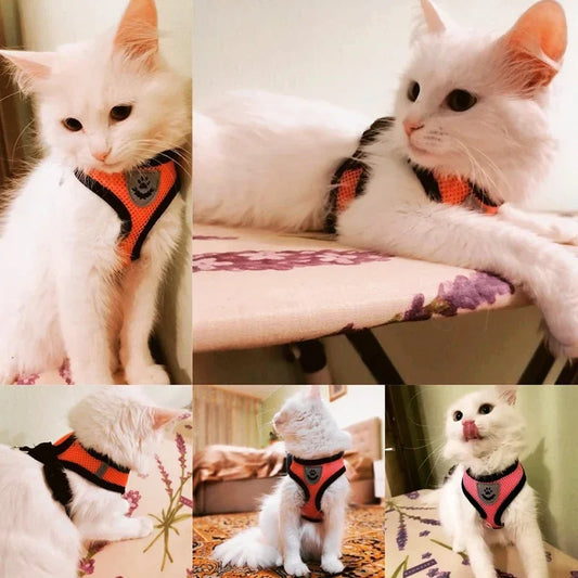 Adjustable Mesh Harness & Leash Set for Cats & Dogs